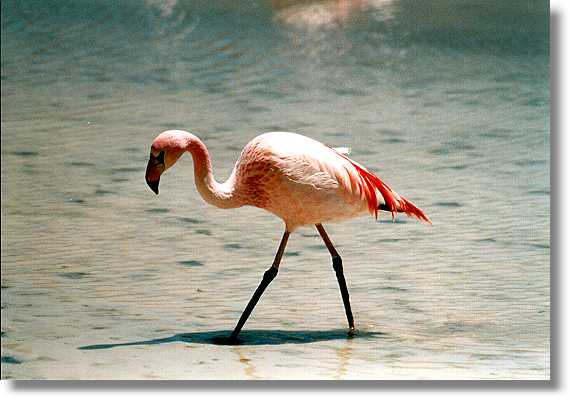 Flamingo in 4000m Hhe