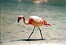 Flamingo in 400m Hhe