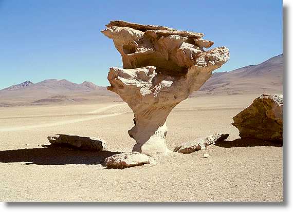 Arbol de Piedra