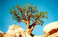 Dhofar - Weigrauchbaum